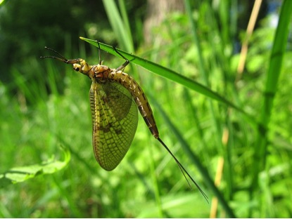 male mayfly